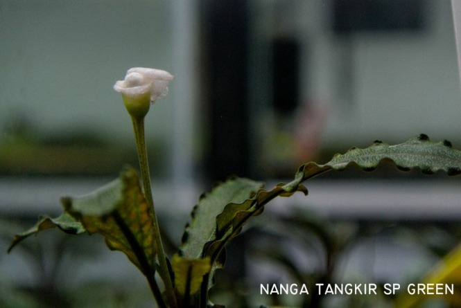 nanga Tangkir sp green (K5)