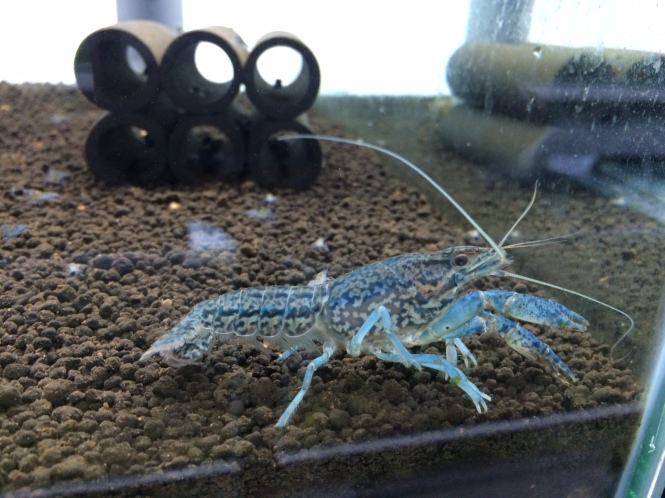 marmokrebs-crayfish-af-aquaticforever-breeding-01